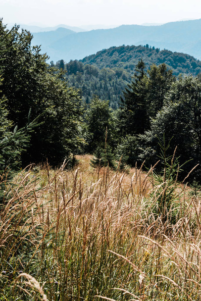 kultainen pelto ohra lähellä vihreitä puita ja vuoria
  - Valokuva, kuva