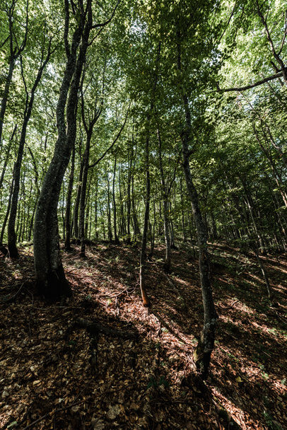 ombres sur le sol près des arbres avec des feuilles fraîches dans la forêt
  - Photo, image