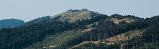 panoraama laukaus vihreitä puita vuoristolaaksossa
  - Valokuva, kuva