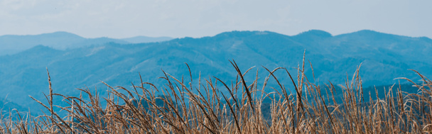 vue panoramique du champ doré près des montagnes pittoresques
  - Photo, image