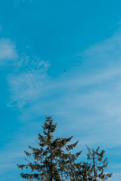 low angle view of evergreen fir trees against blue sky  - 写真・画像