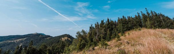 colpo panoramico di pini sempreverdi vicino al campo d'oro contro il cielo
  - Foto, immagini