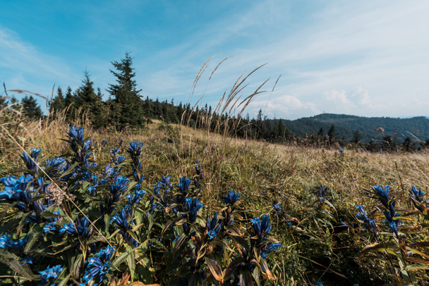 空に対する緑の木の近くの野原の青い野生の花 - 写真・画像