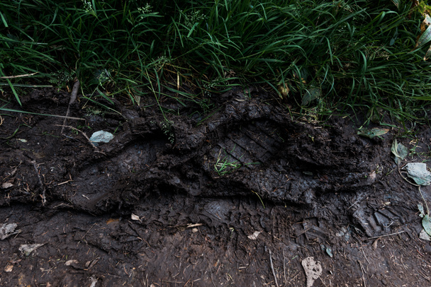 voetafdrukken op de grond met modder in de buurt van groen gras  - Foto, afbeelding