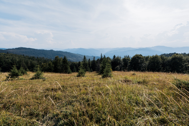 Золотой газон в горах с зелеными деревьями против неба
 - Фото, изображение