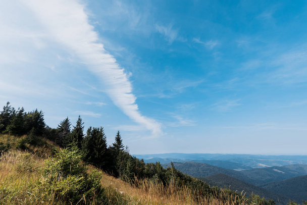 χρυσό χωράφι σε βουνά με πράσινα πεύκα απέναντι στον ουρανό με σύννεφα  - Φωτογραφία, εικόνα