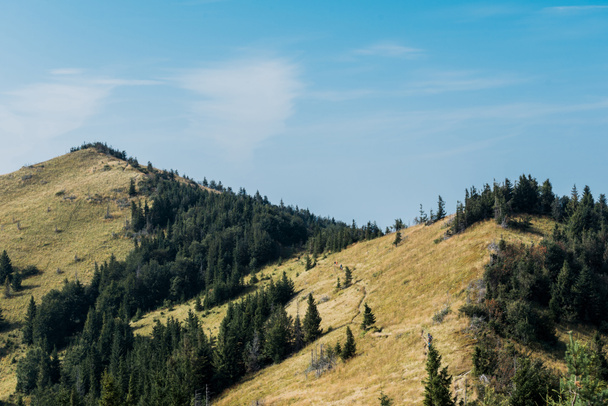 жовте поле біля зелених ялинових дерев на пагорбах на тлі блакитного неба
  - Фото, зображення