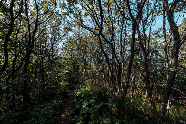 森の木の葉を持つ枝の日光  - 写真・画像