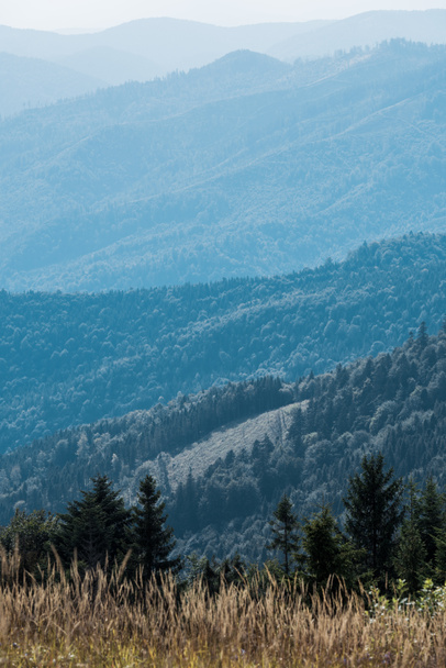 kultainen ohrapelto vuorilla vihreillä kuusilla
  - Valokuva, kuva
