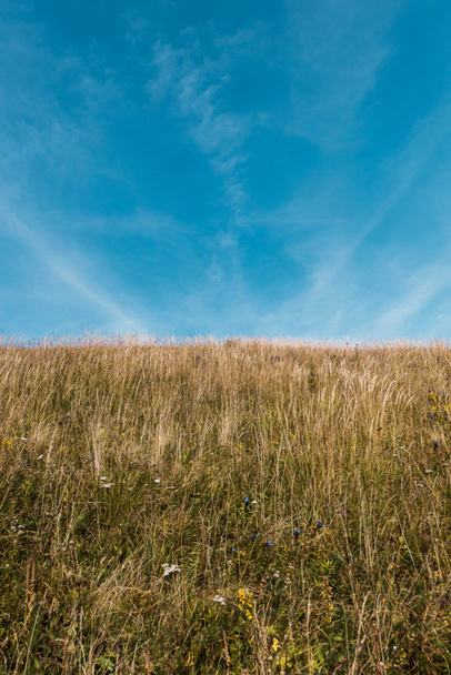 golden field with barley against blue sky with clouds  - Фото, зображення