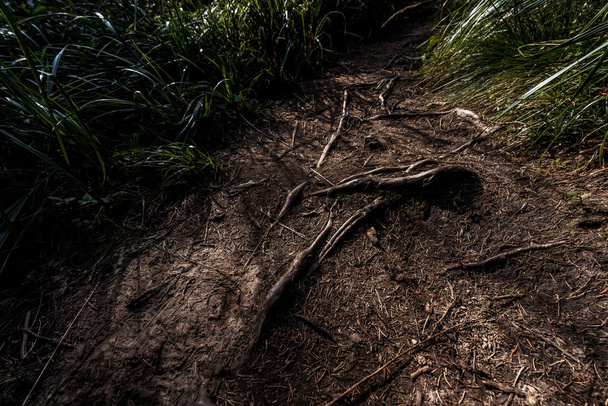 top view of roots on ground near green grass  - Fotografie, Obrázek