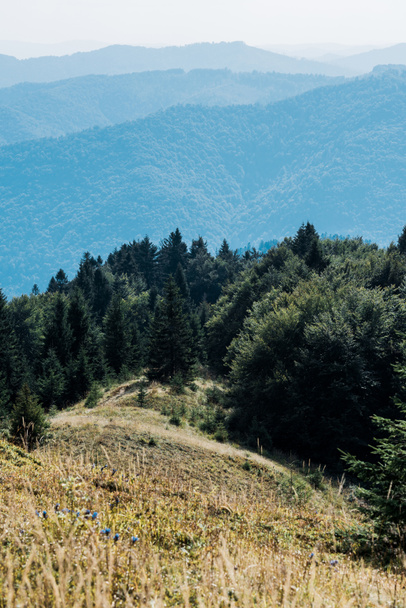 selectieve focus van bergen met groene bomen tegen hemel - Foto, afbeelding