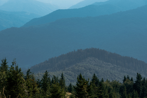 evergreen fir trees near tranquil mountains  - Photo, Image