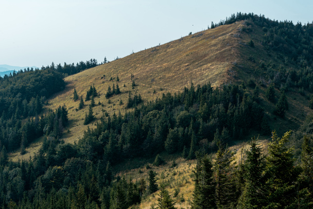 green pine trees on hill against sky - Fotó, kép