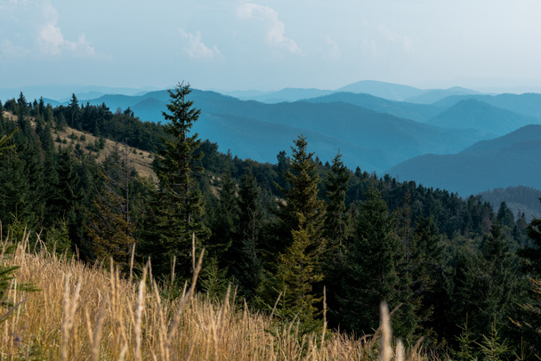 selektiivinen painopiste kuusen vuorilla lähellä nurmikkoa taivasta
 - Valokuva, kuva