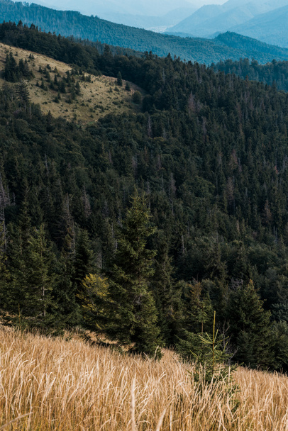 gramado amarelo com cevada em montanhas com pinheiros verdes
 - Foto, Imagem