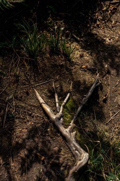 top view of branches on ground near grass  - Photo, Image