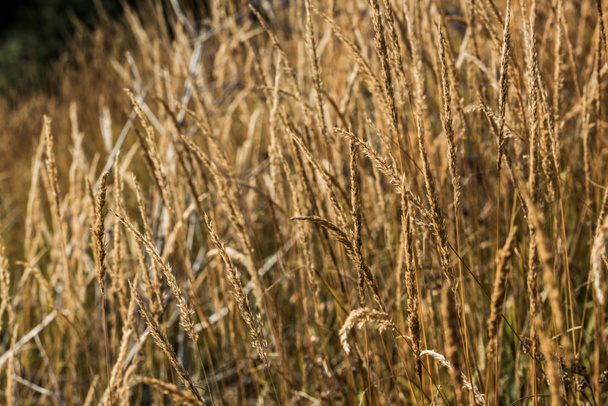 selective focus of yellow barley in golden meadow   - Foto, afbeelding
