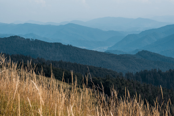 επιλεκτική εστίαση του κριθαριού σε λιβάδι κοντά σε βουνά  - Φωτογραφία, εικόνα