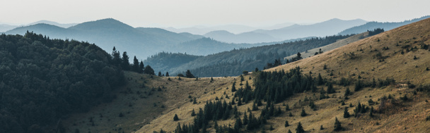 Panoramaaufnahme von goldenem Rasen mit Kiefern in der Nähe der Berge  - Foto, Bild