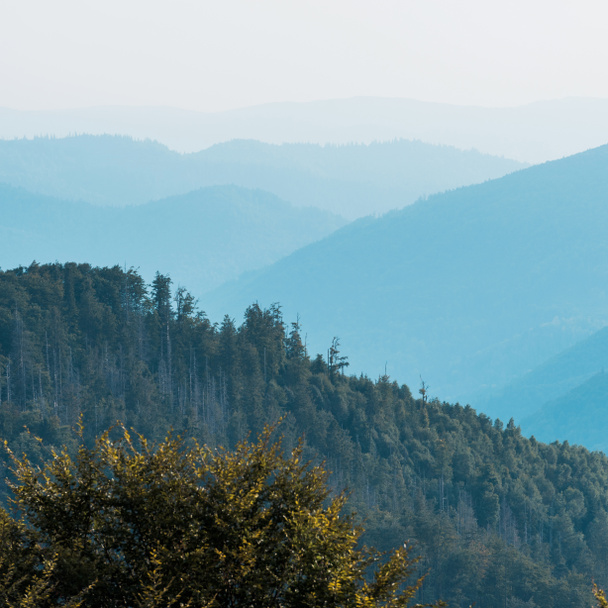 丘の上のモミの木の近くの山のシルエット - 写真・画像