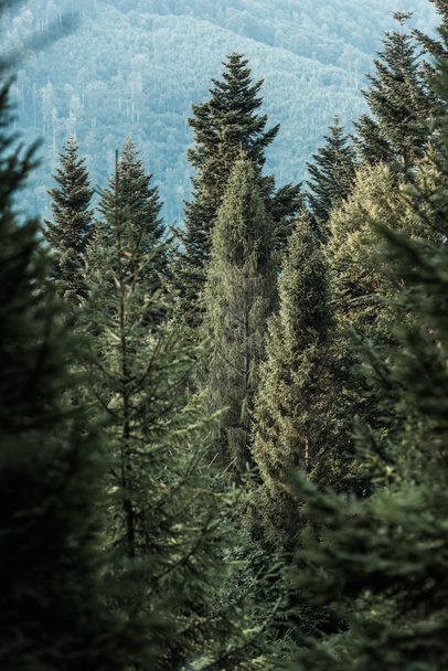 selective focus of green pine trees in woods  - Photo, Image