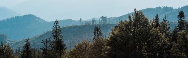 Panoramaaufnahme der blauen Silhouette von Bergen in der Nähe von Tannen  - Foto, Bild