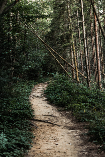 a fenyőfák közelében lévő ösvény szelektív fókusza  - Fotó, kép
