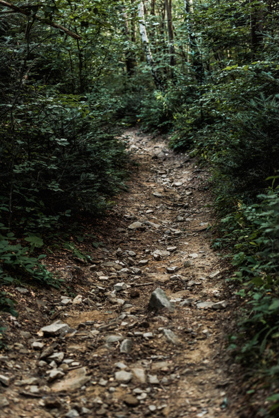 kamienie na ścieżce w pobliżu drzew w zielonych lasach  - Zdjęcie, obraz