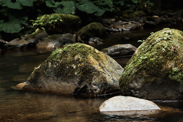 selective focus of green mold on wet stones near river  - Photo, Image