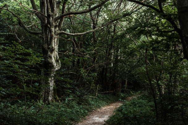 sluneční paprsky na pěšině u zelených stromů v temných lesích  - Fotografie, Obrázek