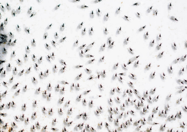 Roj létajících mravenců se shromažďuje na bílém pozadí - Fotografie, Obrázek