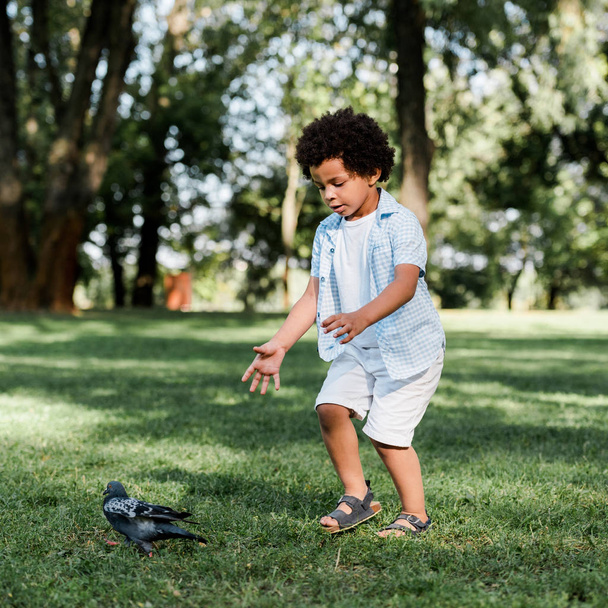 cute african american kid gesturing while looking at pigeon - Foto, Imagem