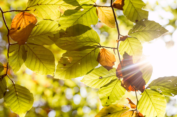 yellow leaves on the tree. Autumn season  - Valokuva, kuva