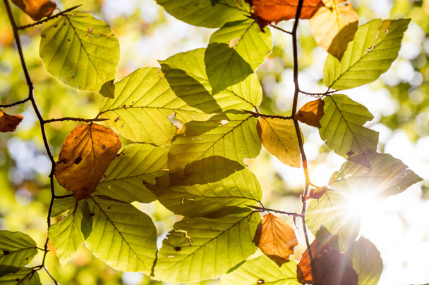 yellow leaves on the tree. Autumn season  - Photo, Image