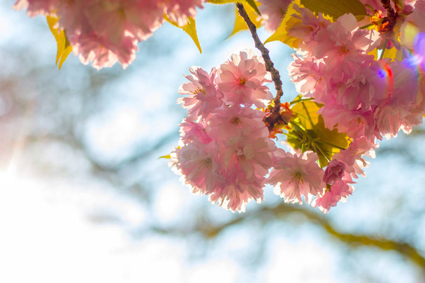 beautiful  pink flowers in green garden - Zdjęcie, obraz
