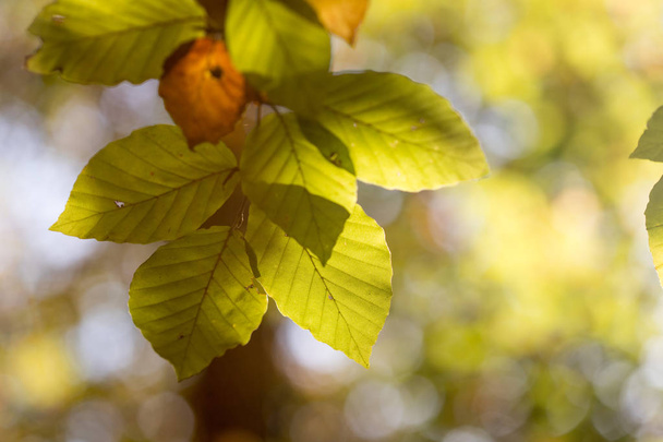 yellow leaves on the tree. Autumn season  - Фото, изображение