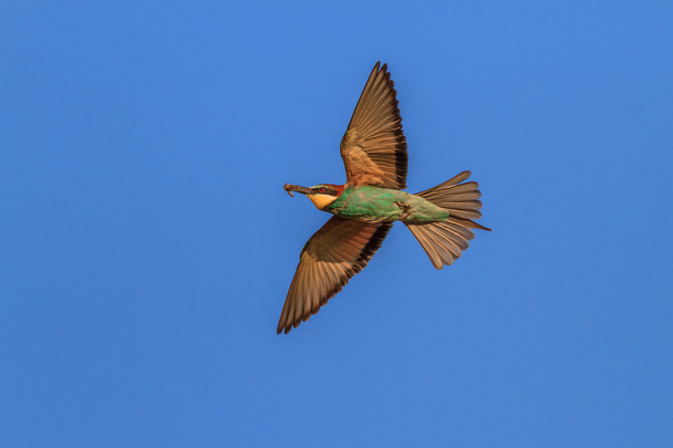 european bee-eater (Merops Apiaster) - Foto, imagen