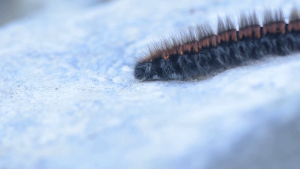 Caterpillar creeping on stone - Footage, Video