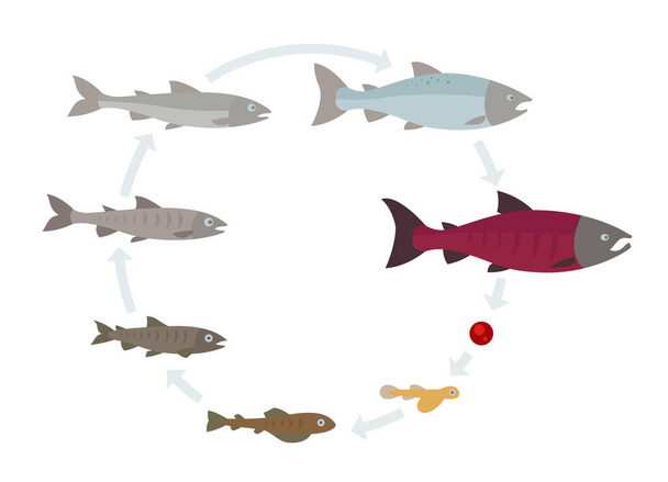 Lazac halak növekedését meg. Felnőni kör animáció progresszió. Akvakultúra-ágazat életciklusa. - Vektor, kép