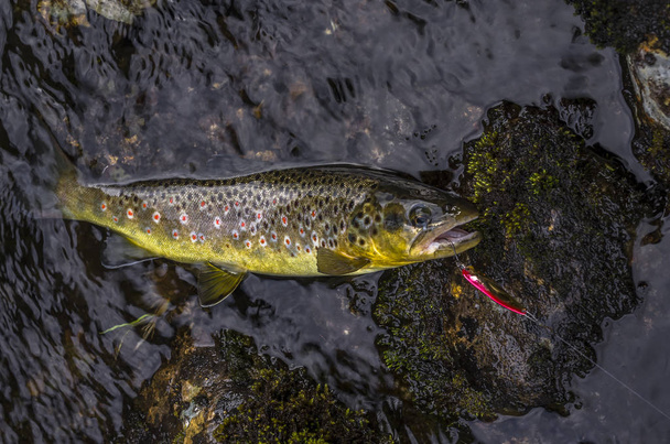 Kirjolohen kalat vuoristojoen vedessä Norjassa
 - Valokuva, kuva