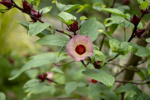 Lähikuva Hibiscus sabdariffa tai Roselle kukka
. - Valokuva, kuva