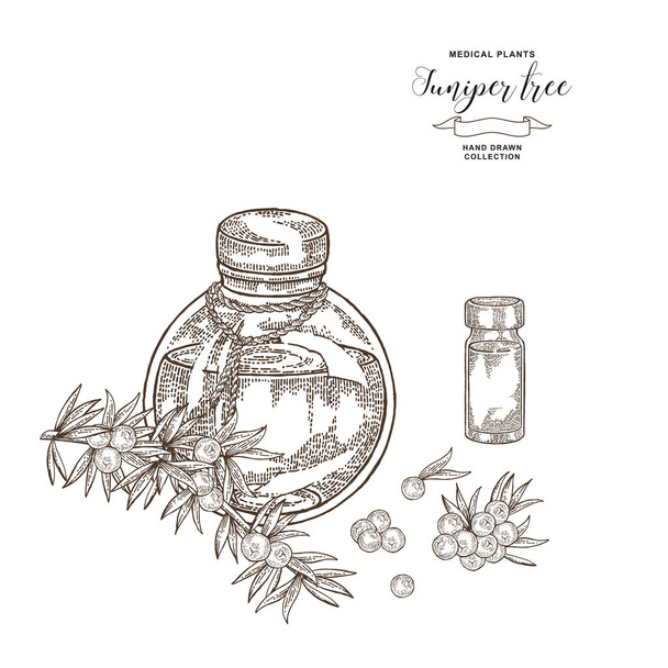 Juniper tree branch. Berries of Juniper and glass bottle. Hand drawn medical plants. Vector illustration botanical. Engraving style. - Vector, Image