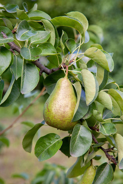 Λαμπερά γευστικά αχλάδια κρέμεται από ένα κλαδί του δέντρου στον οπωρώνα. - Φωτογραφία, εικόνα