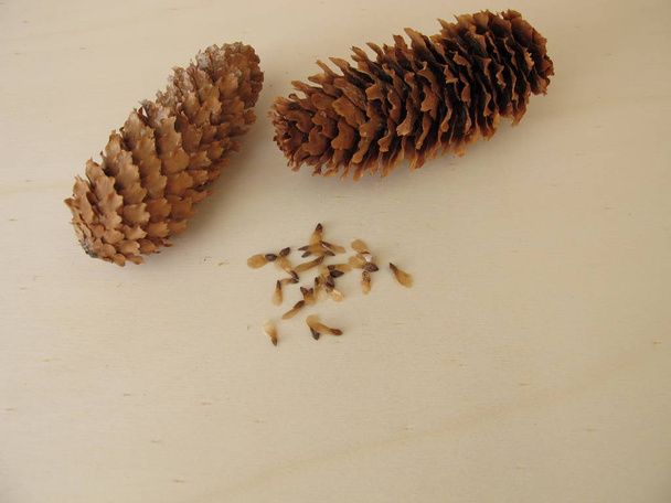 Cônes et graines de l'épinette bleue sur une planche de bois
 - Photo, image