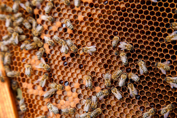 Las abejas trabajadoras en la colmena en el panal. Abejas dentro de la colmena con focas
 - Foto, imagen