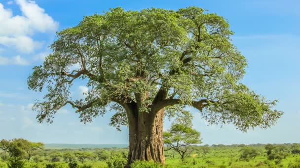 drzewie baobabu w park narodowy Tarangire - Materiał filmowy, wideo