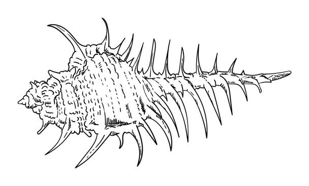  sea shell isolated - Вектор,изображение