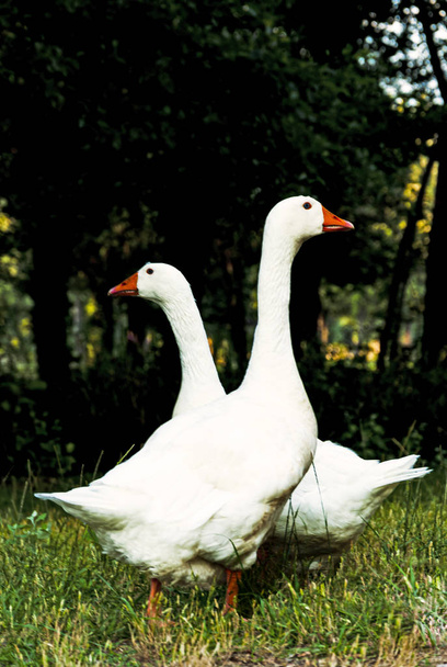 Dos ganso blanco mirando en direcciones opuestas
 - Foto, imagen