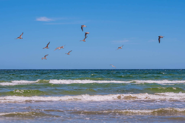 Braune Pelikane fliegen entlang der Küste der Padre-Insel n, Texas - Foto, Bild